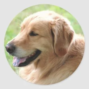 Golden Retriever Pup Stickers