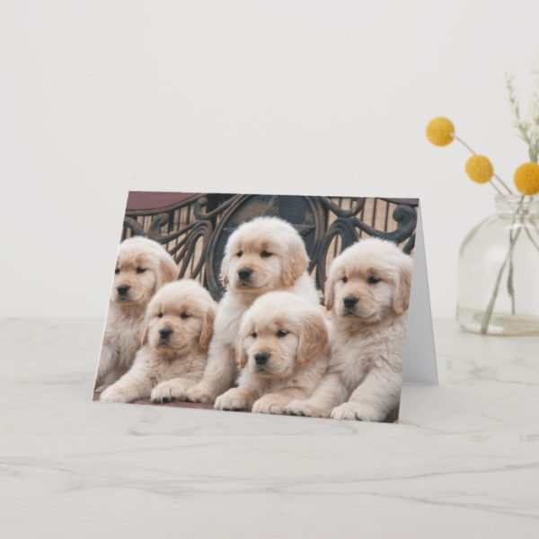Golden Retriever Puppies Card