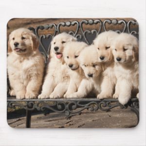 Golden Retriever Puppies Mouse Pad