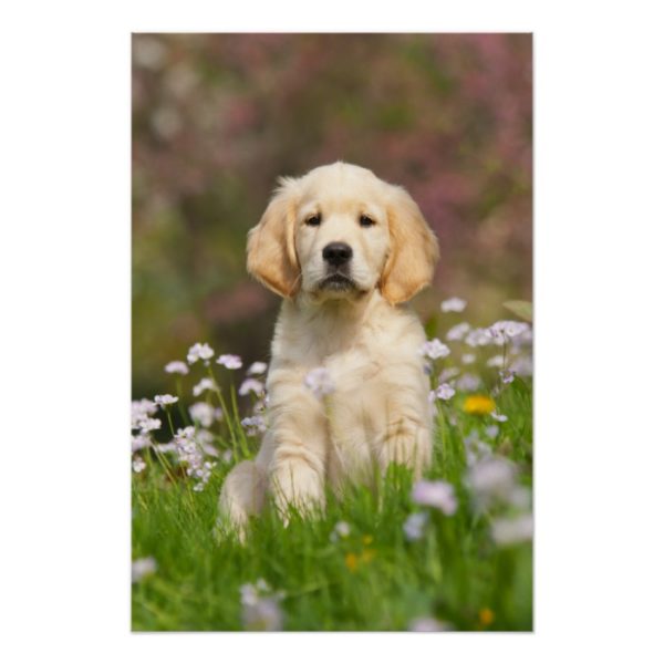 Golden Retriever puppy a cute Goldie Poster