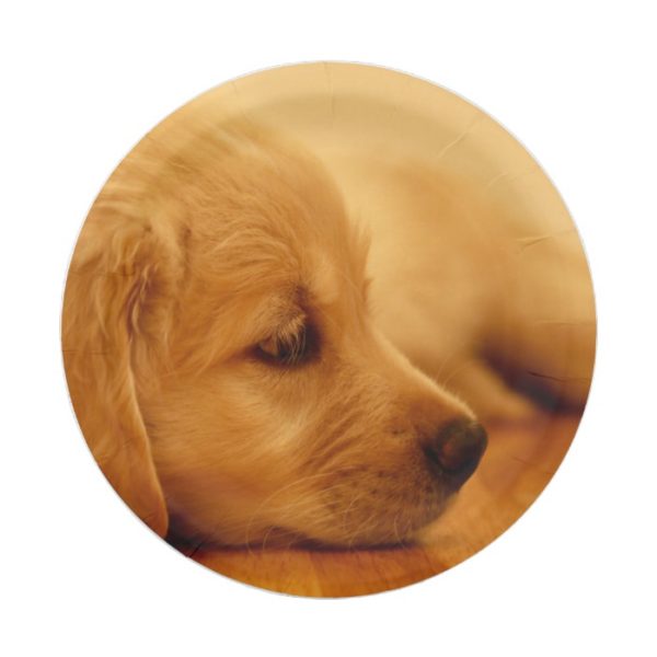 Golden Retriever Puppy Antoine Melancholy I Paper Plate