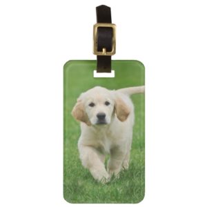 Golden retriever puppy bag tag