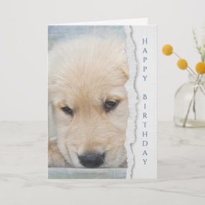 golden retriever puppy birthday card