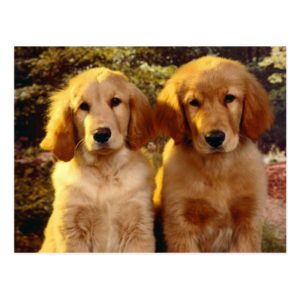 Golden Retriever Puppy Dog Blank Postcard