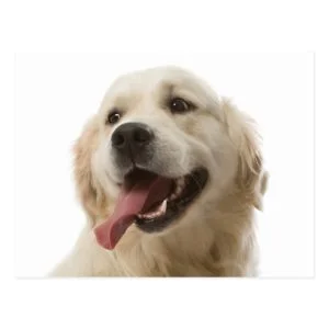 Golden Retriever Puppy Dog Blank Postcard