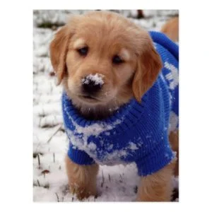 Golden Retriever Puppy Postcard