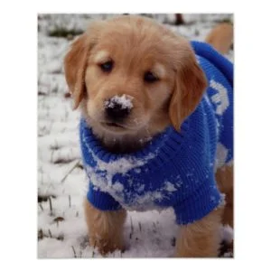 Golden Retriever Puppy Poster