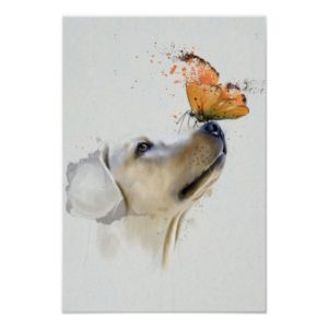 Golden Retriever With a Butterfly on Its Nose Poster