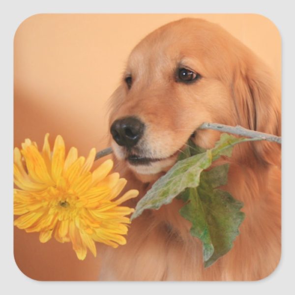 Golden Retriever With Flower Stickers