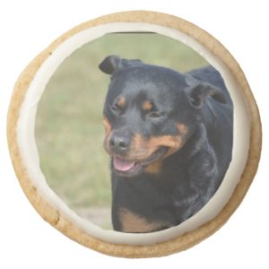 Guileless Rottweiler Round Shortbread Cookie