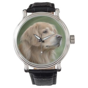 Handsome Golden Retriever Dog in Closeup Wristwatch