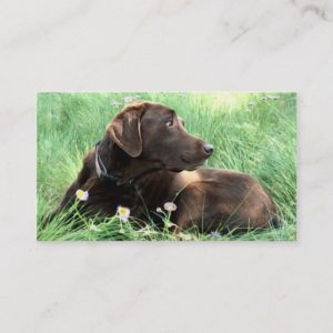 Handsome Labrador Retriever Photograph Animal Care Business Card
