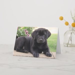 Happy Birthday Black Labrador Retriever Puppy Dog Card