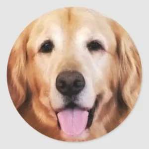 Happy Golden Retriever! Classic Round Sticker