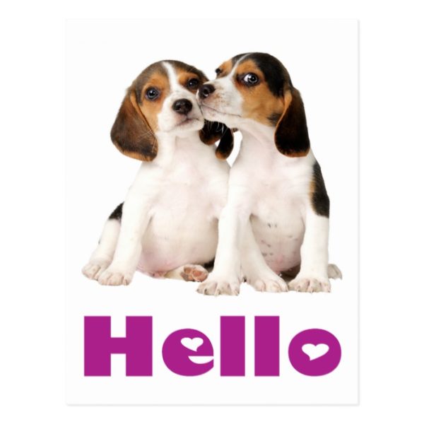 Hello Beagle Puppy Dog Greeting Post Card