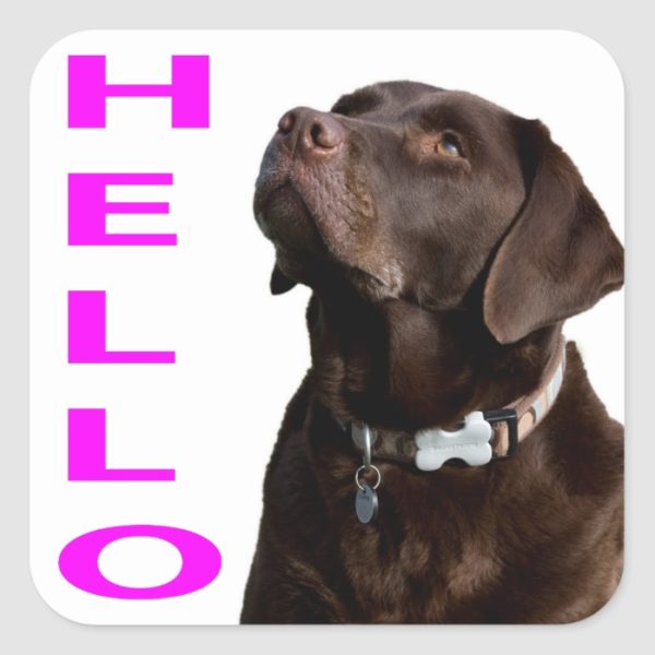 Hello Black Brown Labrador Retriever Sticker Label