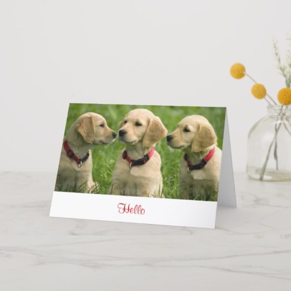 Hello Golden Retriever Puppies  Blank Note Card