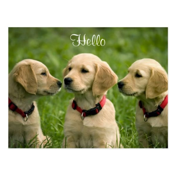 Hello Golden Retriever Puppies Postcard