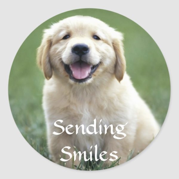 Hello Golden Retriever Puppy Dog Thinking Of You Classic Round Sticker