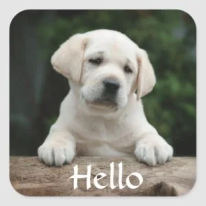 Hello / Hi Labrador Retriever Puppy Dog Stickers