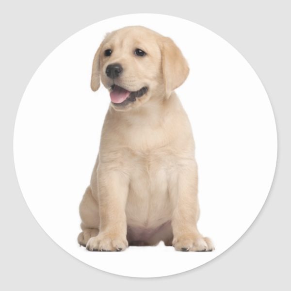 Hello / Hi  Labrador Retriever Puppy Dog Stickers