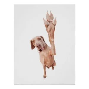 High Five Weimaraner Poster