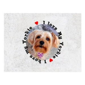 I love my Yorkie Female Yorkshire Terrier Dog Postcard