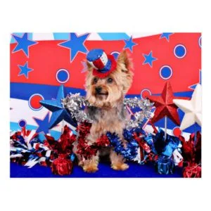 July 4th - Yorkie - Vinnie Postcard