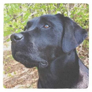 Keep Looking Up - Black Lab Stone Coaster
