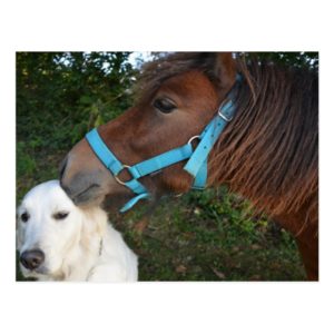 Kiss Shetland Pony Dog Golden Postcard