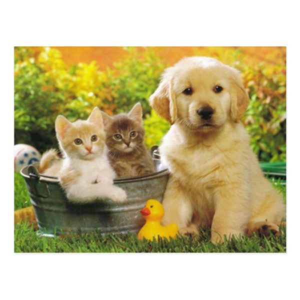 Kitten & Golden Retriever Puppy Dog Blank Postcard