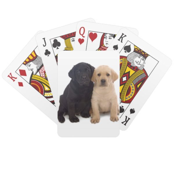labrador puppies playing cards