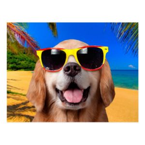 Labrador puppy wearing red and yellow glasses postcard