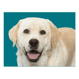 Labrador retriever 1 postcard