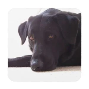 labrador retriever beverage coaster