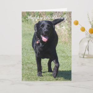 Labrador Retriever black dog happy birthday card