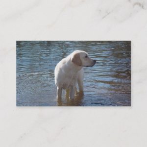 Labrador Retriever Breeder Business Card