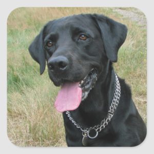 Labrador Retriever dog black stickers, gift idea Square Sticker