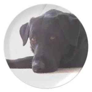 labrador retriever plate