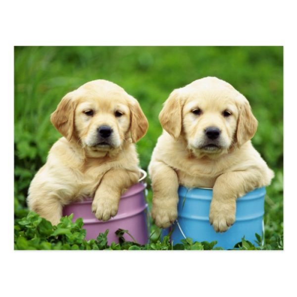 Labrador Retriever Puppy Dog Postcard