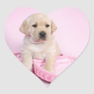Labrador retriever puppy on pink background heart sticker