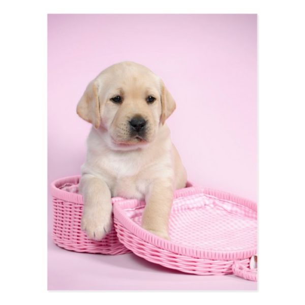Labrador retriever puppy on pink background postcard