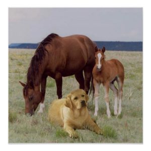 Labrador Retriever With Horses Poster