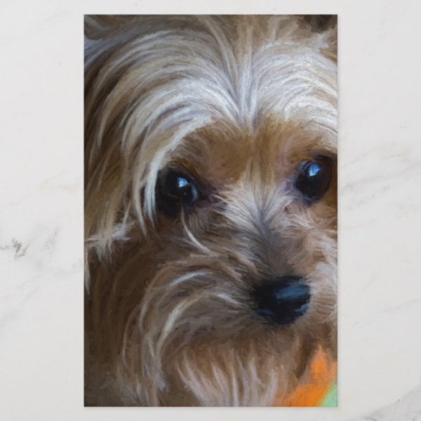 Lady Yorkshire Terrier