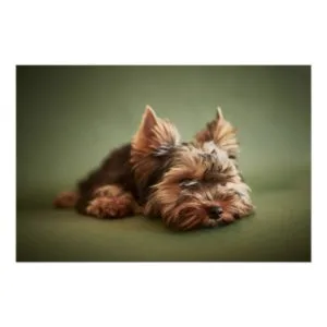 Little Yorkie Poster