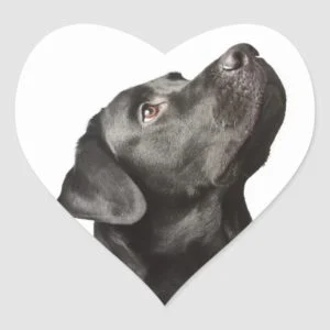 Love Black Labrador Retriever Heart Sticker Label