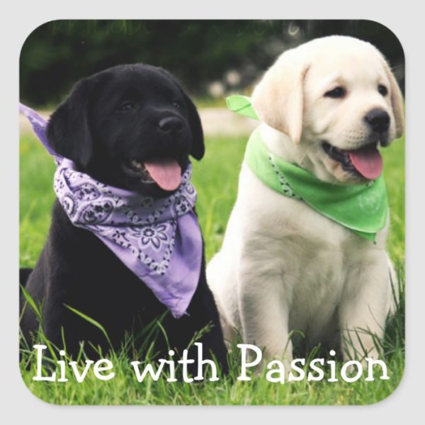 Love Black & Yellow Labrador Retriever Puppy Dogs Square Sticker
