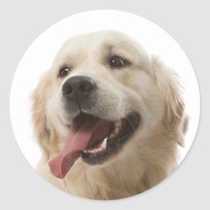 Love Golden Retriever Puppy Dog Stickers