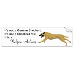 Malinois NOT German Shepherd Bumper Sticker