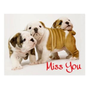 Miss You English Bulldog Puppy Dog Postcard